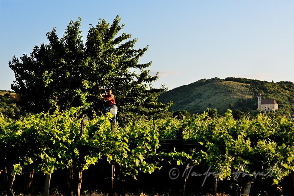 harvesting cherries in the vineyard