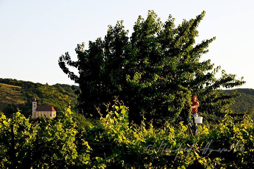 harvesting cherries in the vineyard