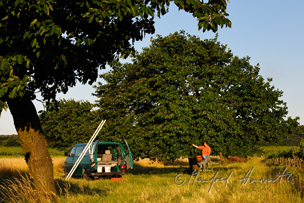 harvesting cherries in the vineyard