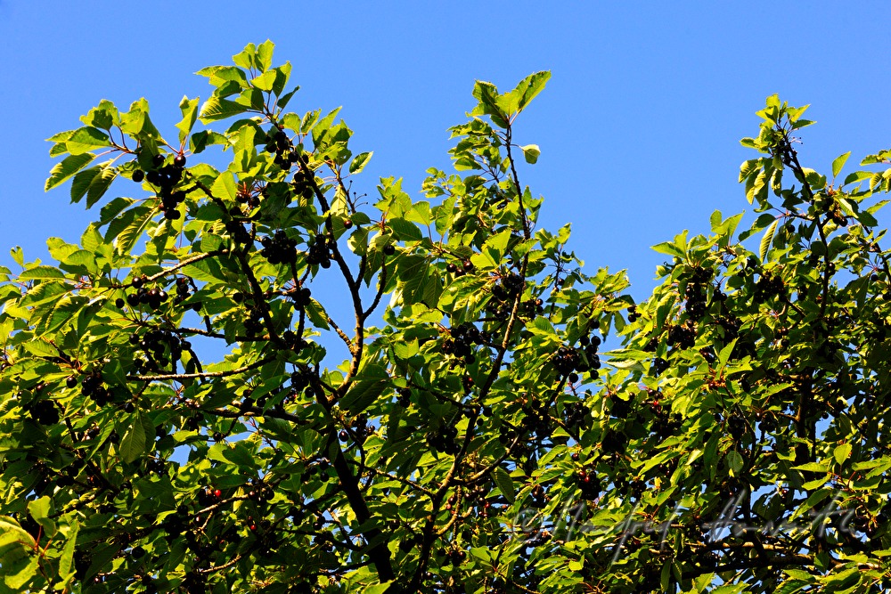 mellow cherries in the cherry tree