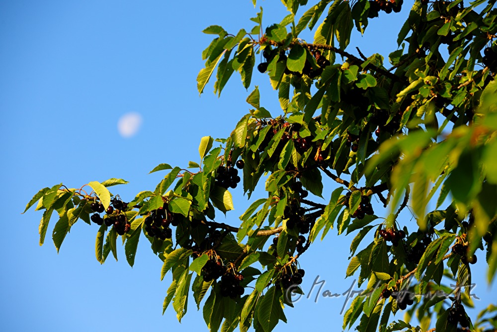mellow cherries in the cherry tree