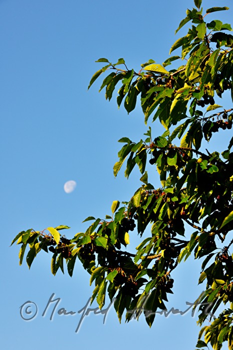 mellow cherries in the cherry tree