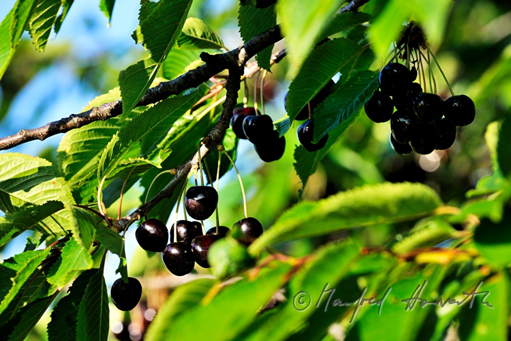 cherry tree with ripe fruits on a branch