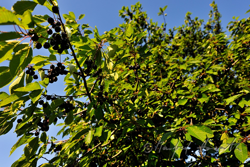 cherry tree with ripe fruits on a branch