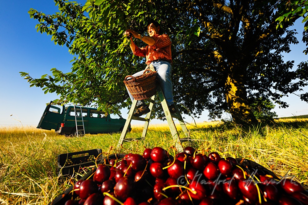 harvesting cherries in the vineyard