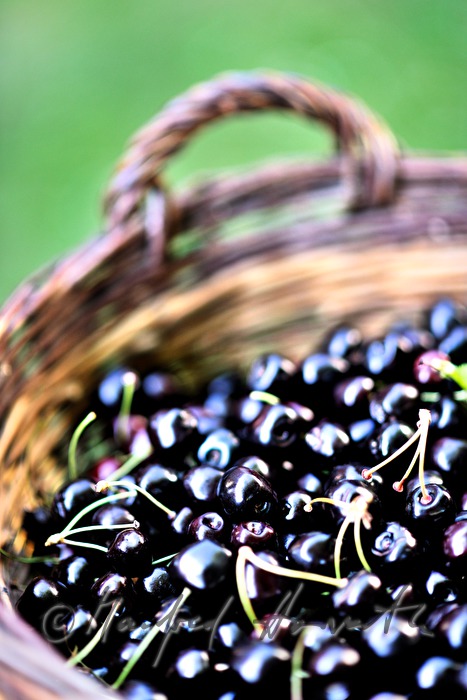 basket with mellow black cherries