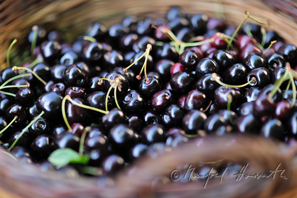 basket with mellow black cherries