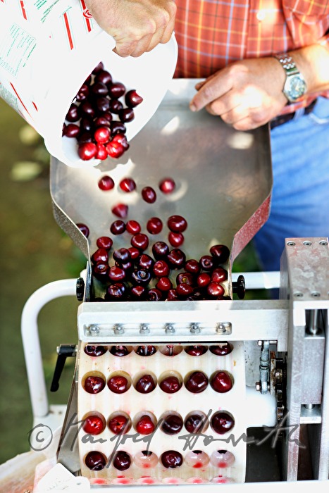 enucleating cherries for the making of cherry juice