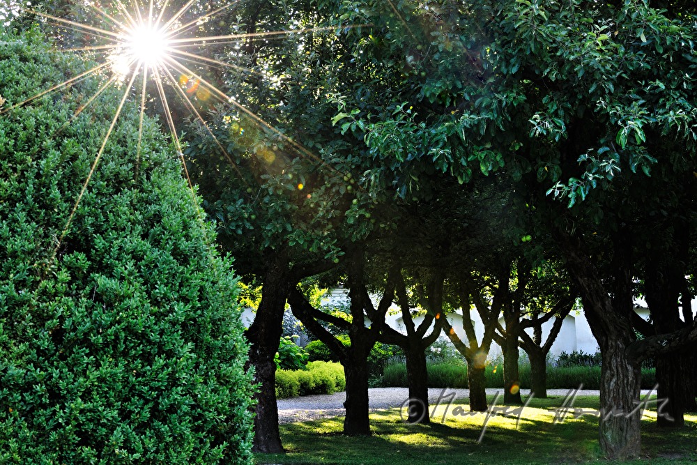 grove of apple trees in the chateau park