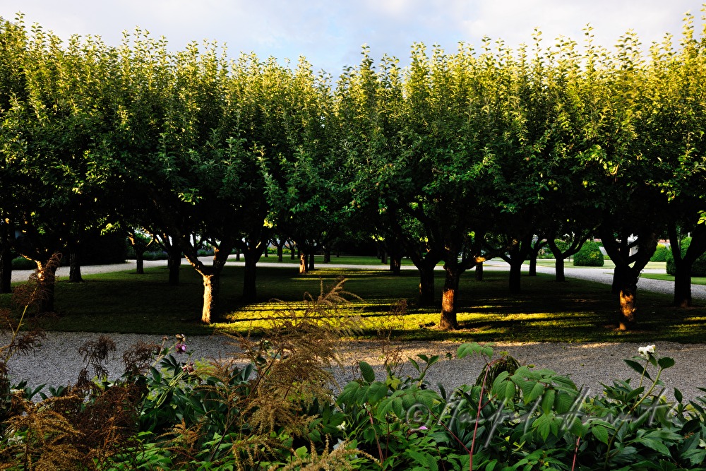 grove of apple trees in the chateau park