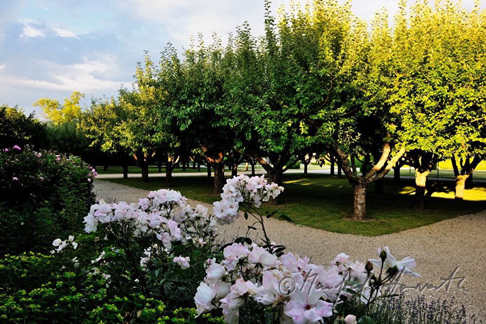 grove of apple trees in the chateau park