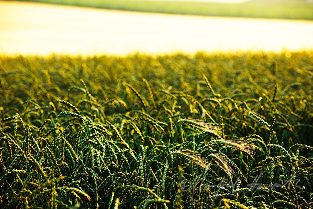 rye field in summer