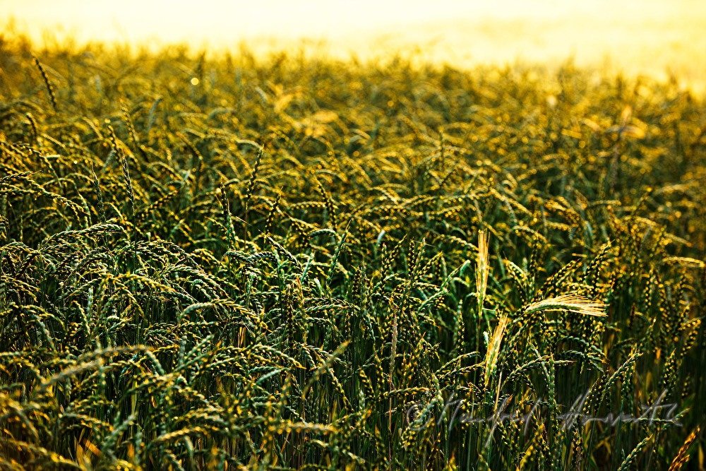 rye field in summer