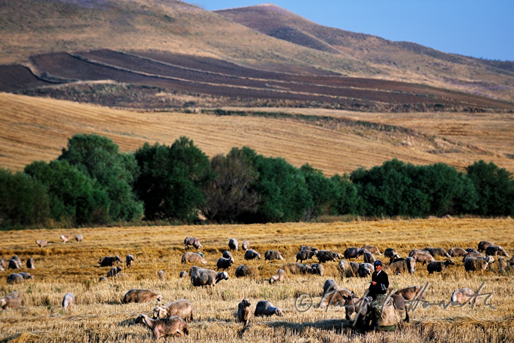 shepherd on a donkey in a corn field