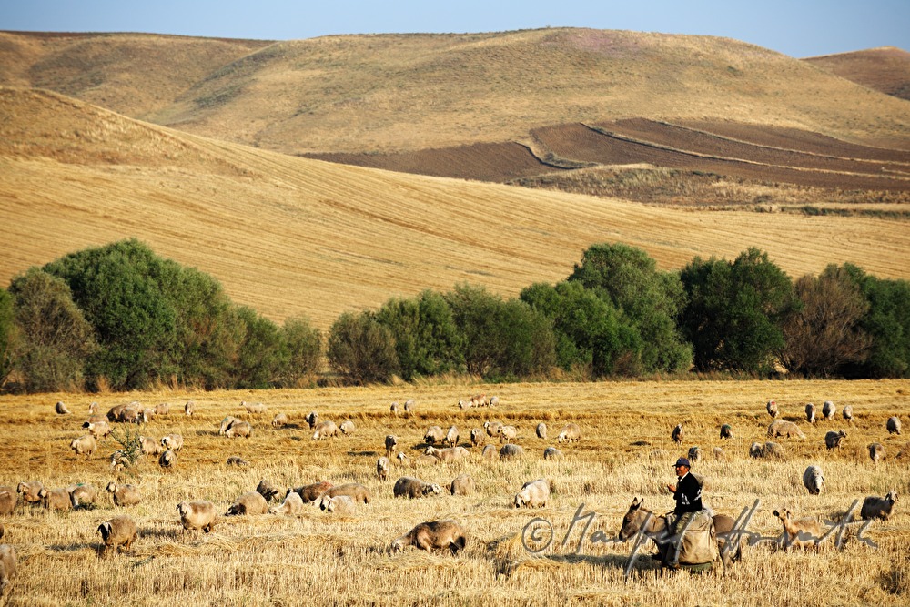 shepherd on a donkey in a corn field