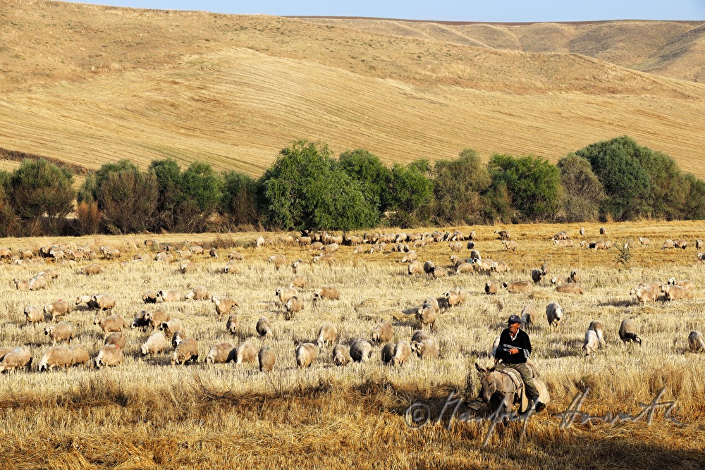shepherd on a donkey in a corn field