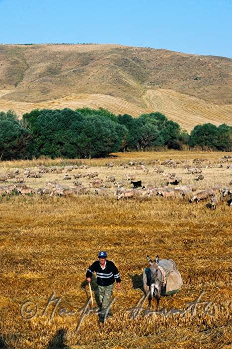 shepherd on a donkey in a corn field
