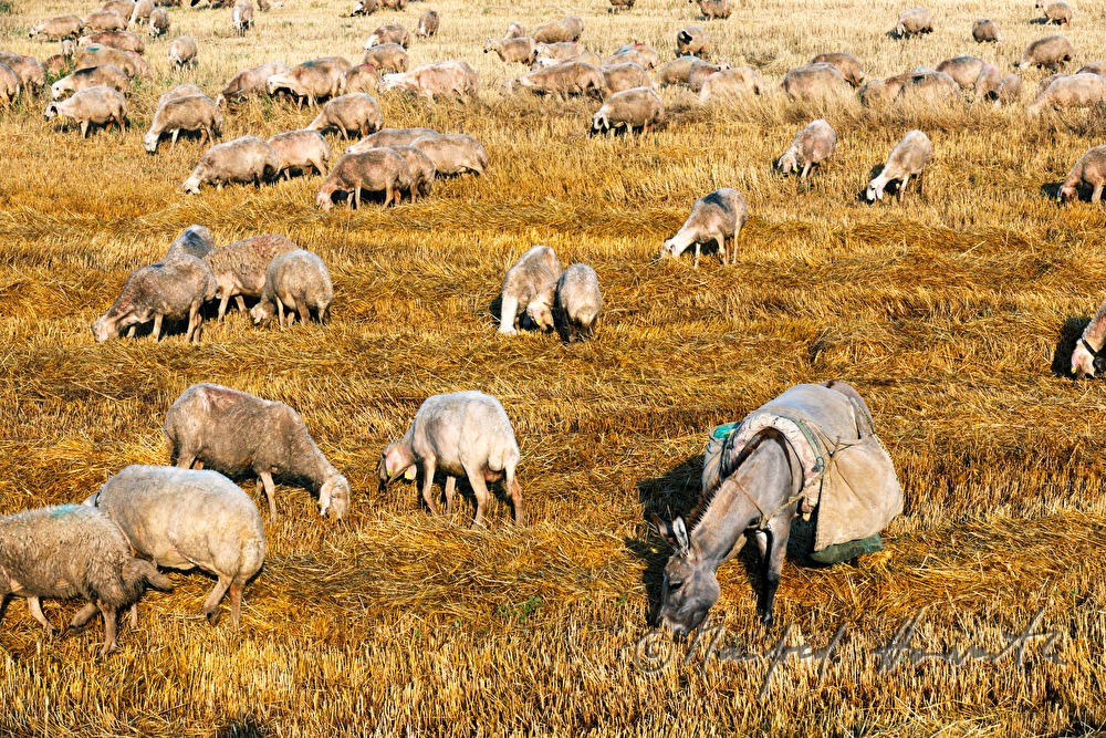 sheep and donkey in a corn field