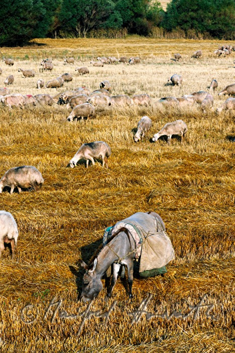 sheep and donkey in a corn field