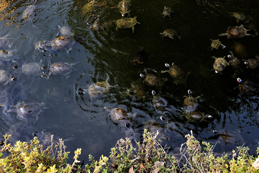 water turtles in a pond of fortress Anamur