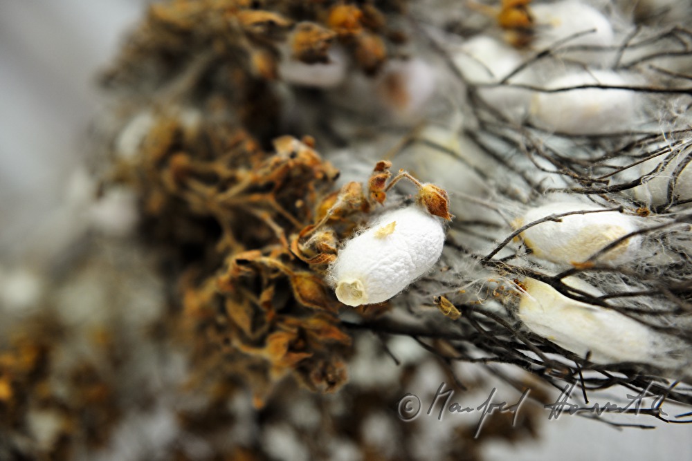 silkworms and leaves of the mulberry tree (fodder)