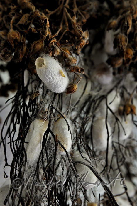 silkworms and leaves of the mulberry tree (fodder)