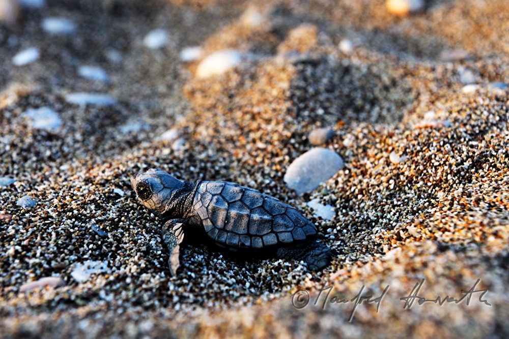 hatchling on the first way to the ocean