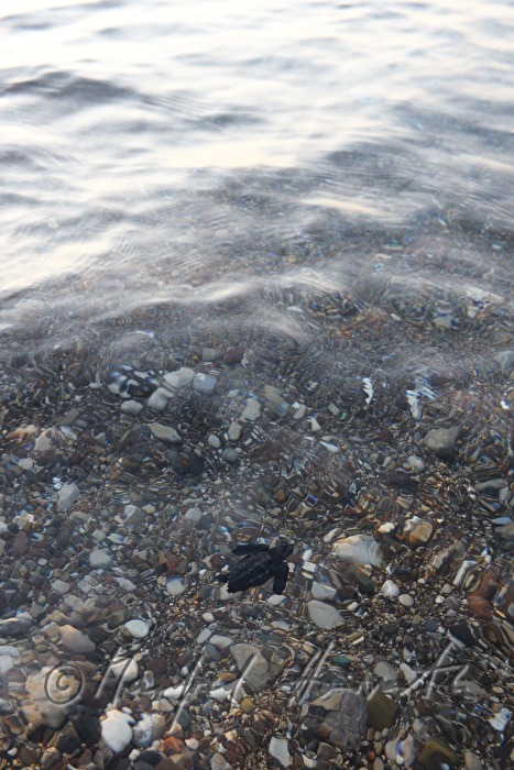 hatchling takes the first swim
