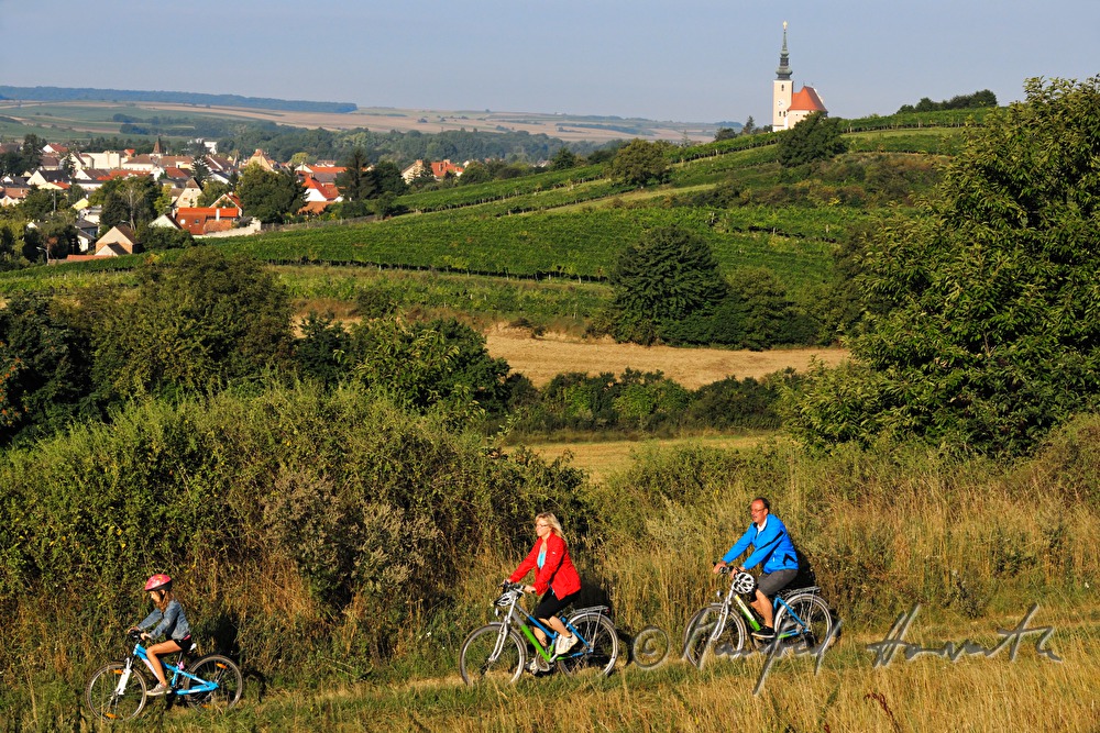 cyclists on their way thtough the vineyards