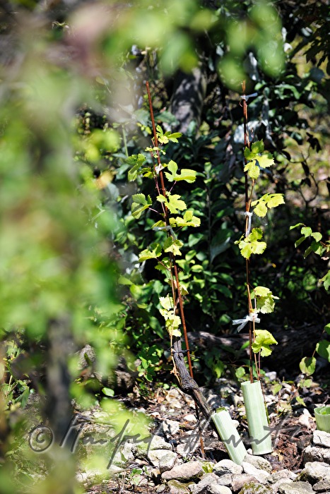 very old grapevine (Grüner Veltliner)