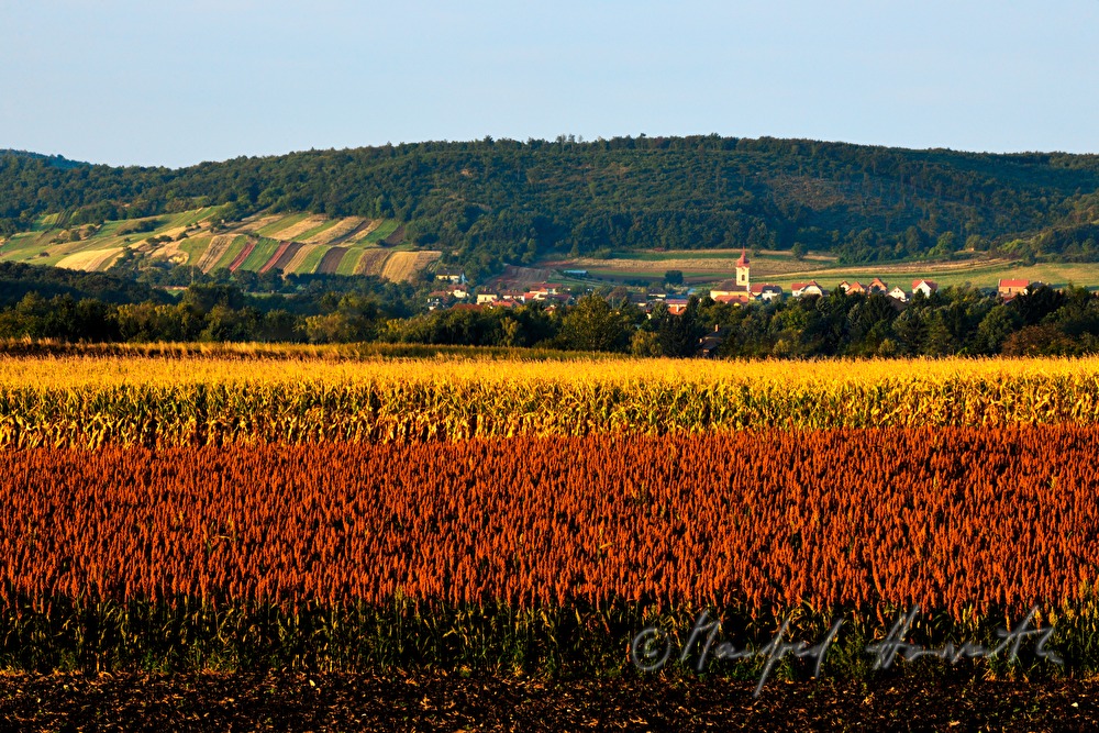 village and gentle slopes of the Leithagebirge