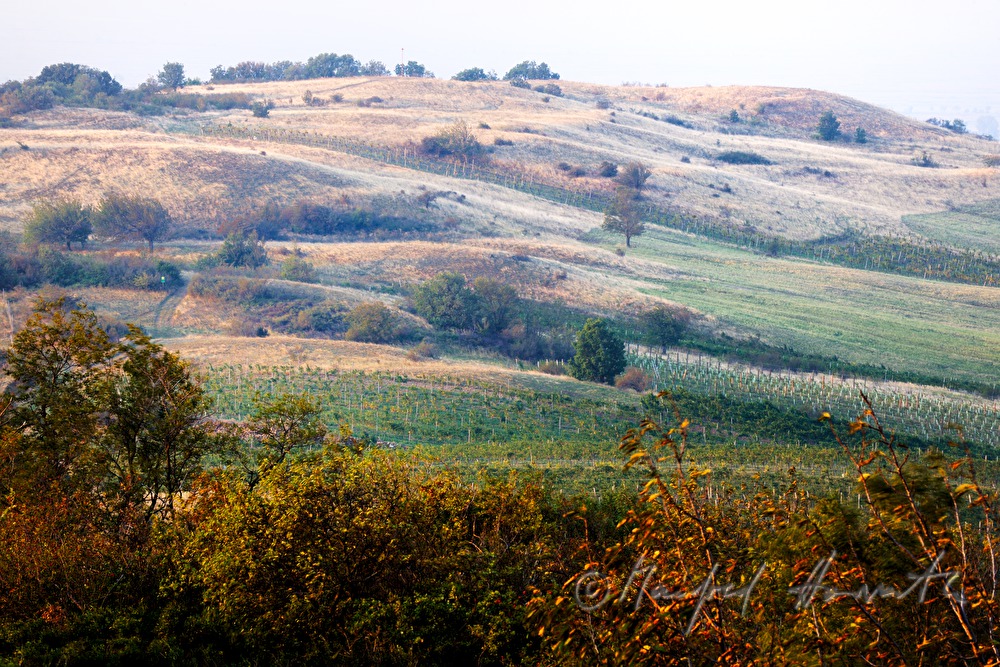 view from Hackelsberg to the vinyards