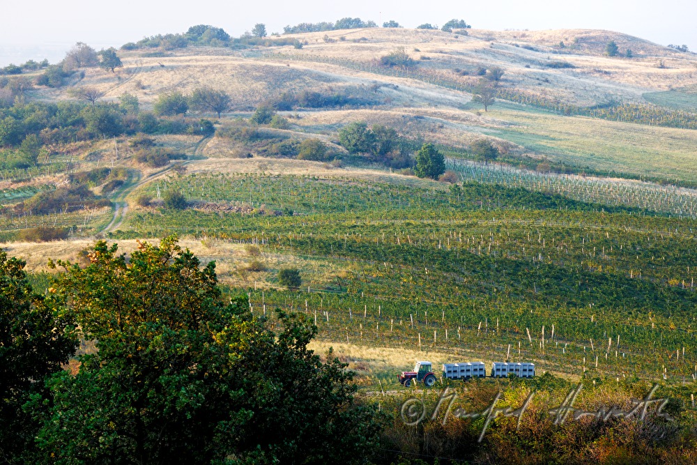 view from Hackelsberg to the vinyards