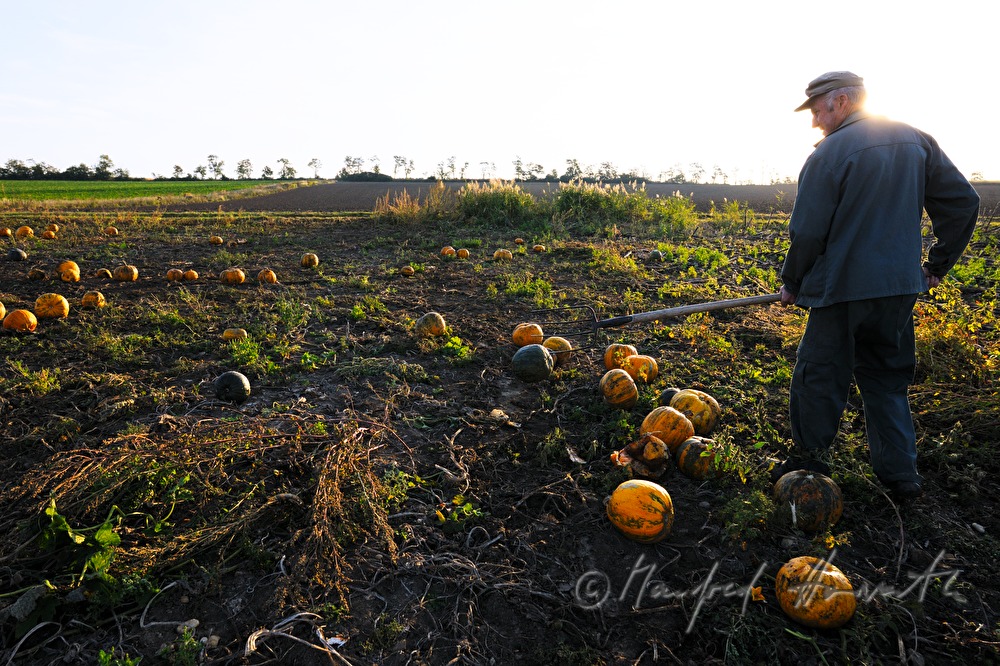 sorting out pumpkins with a fork