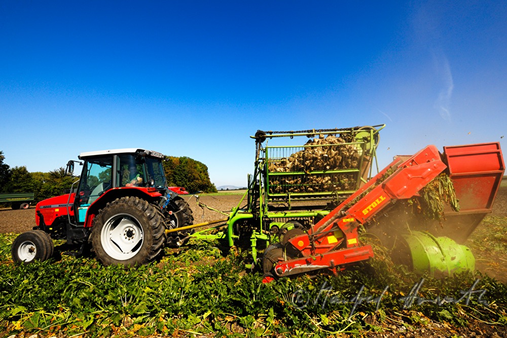 harvst of sugar beet