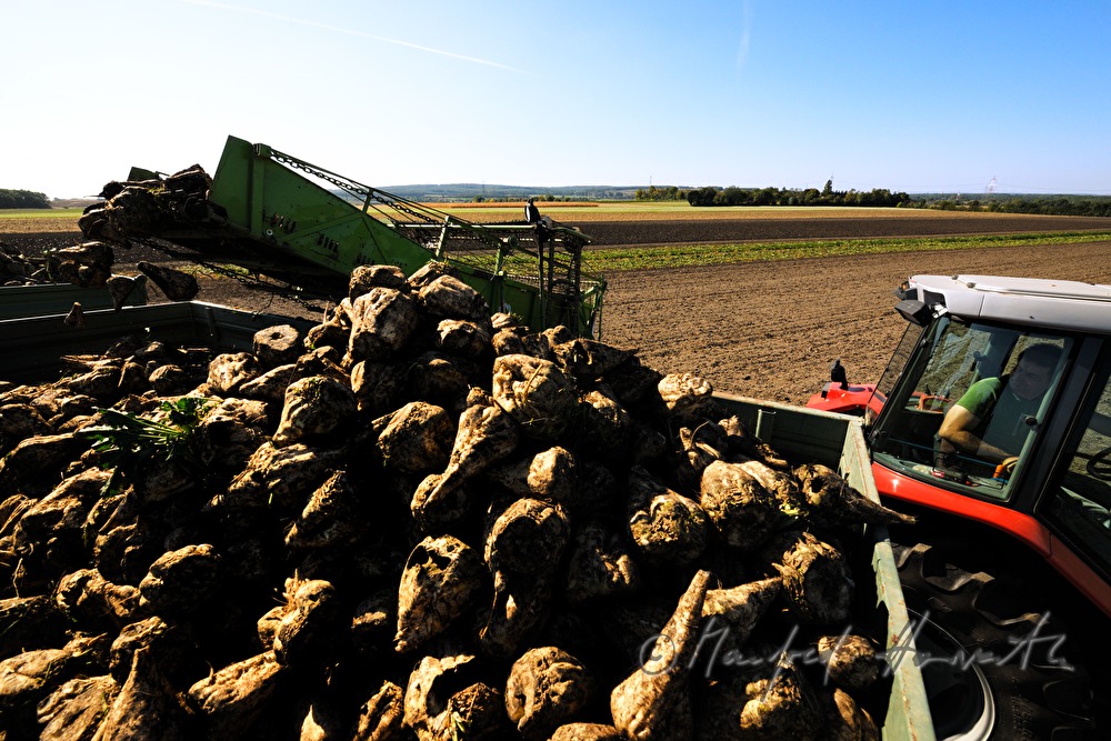 harvst of sugar beet