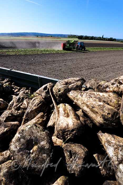 harvst of sugar beet