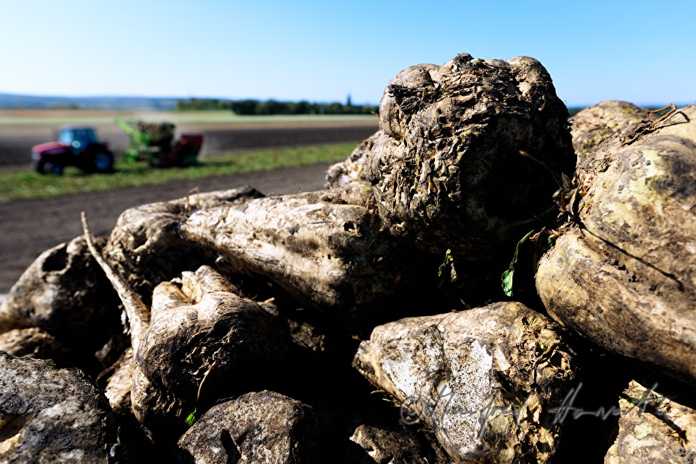 harvst of sugar beet