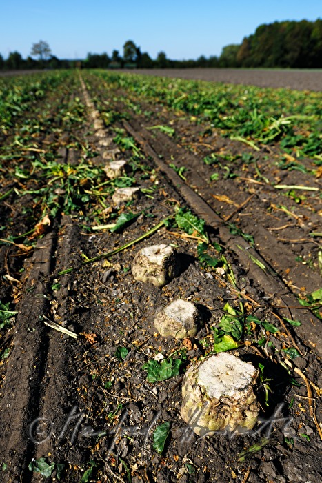 harvst of sugar beet