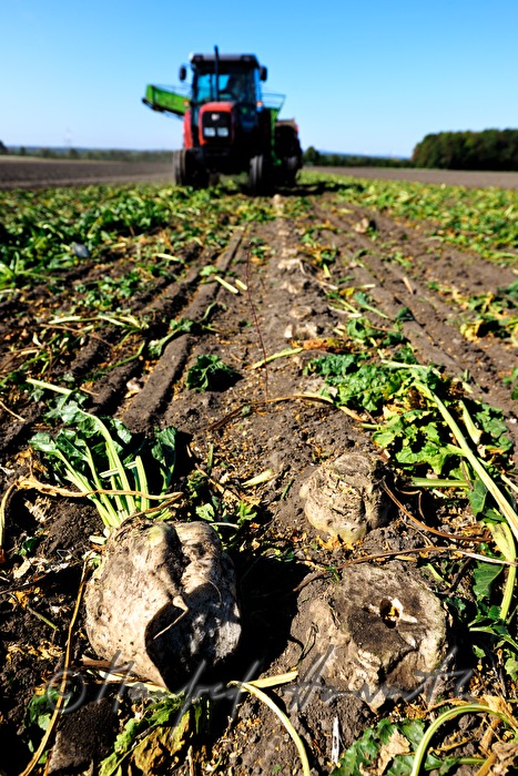 harvst of sugar beet