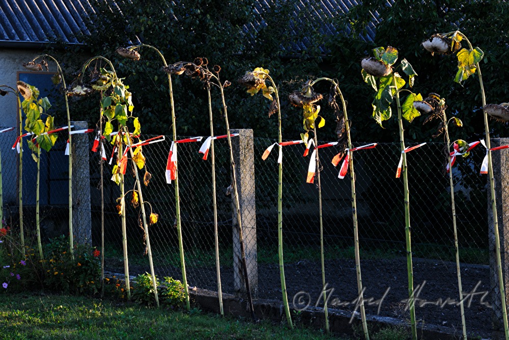 sun flowers near a garden fence