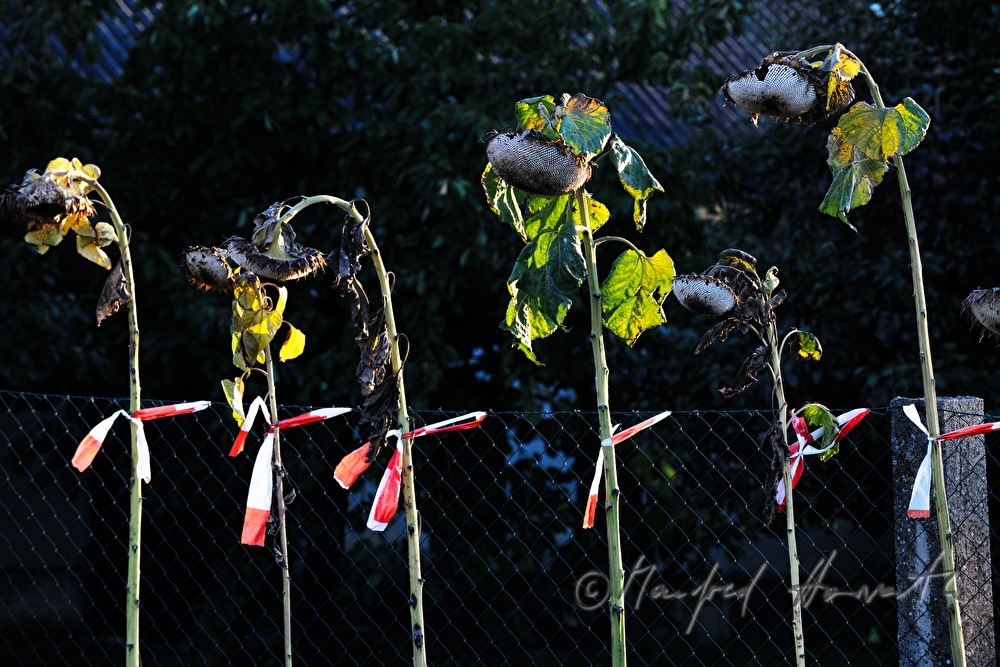 sun flowers near a garden fence