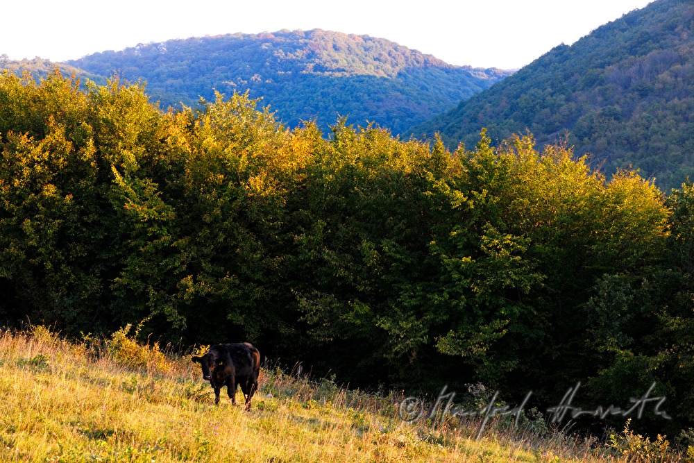 galloway grazing on the meadow