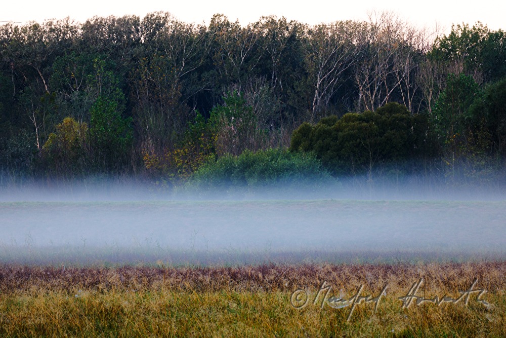 fog in the flood plains of the river Leitha