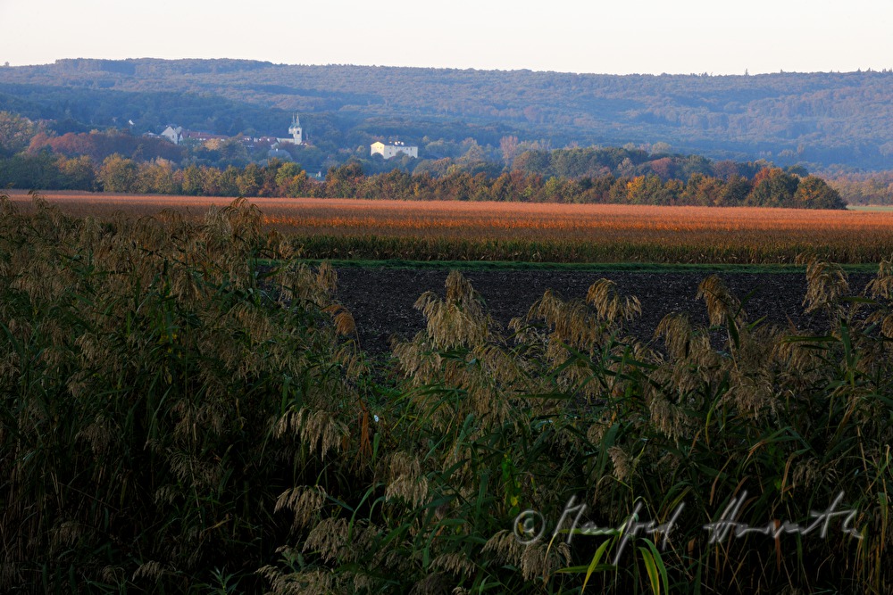 view from Wilfleinsdorf to the village