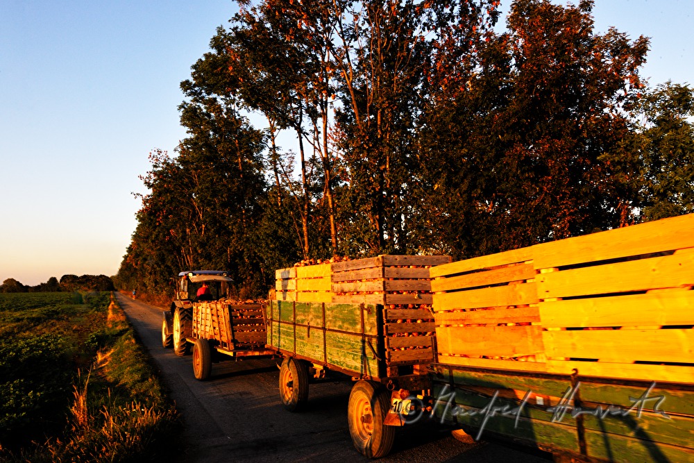 transport of onions during the harvest