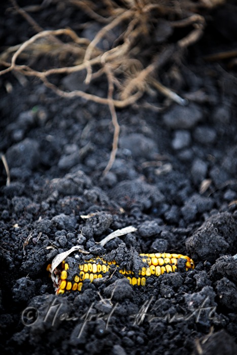 left over corn cob after the harvest