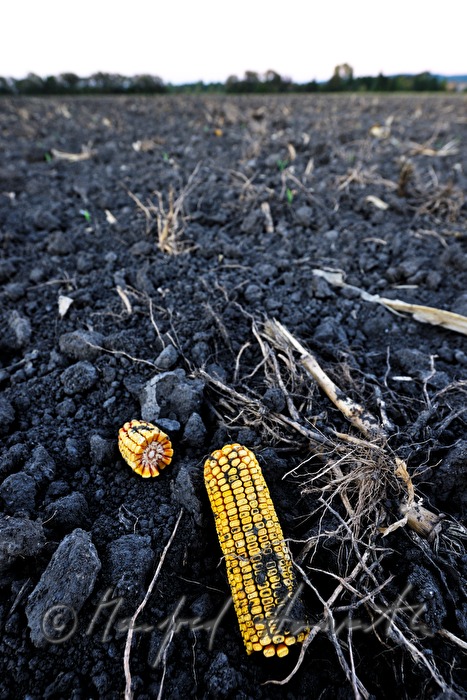 left over corn cob after the harvest