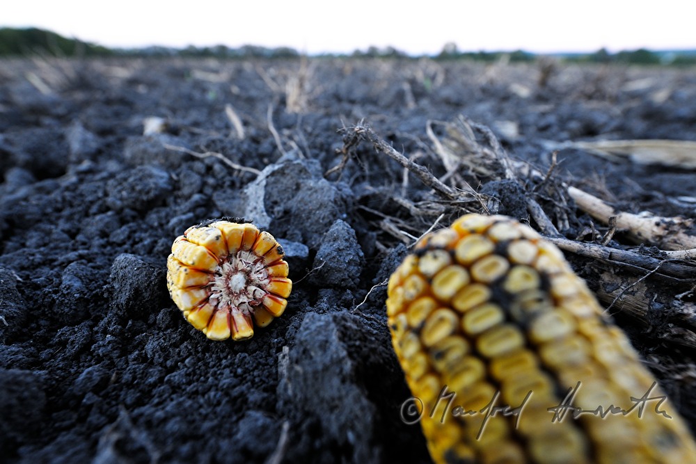 left over corn cob after the harvest