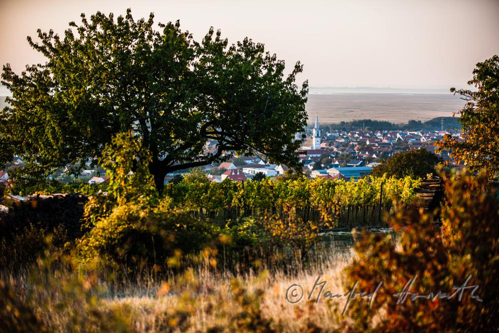 view tfrom the Leithagebirge to the Neusiedlersee